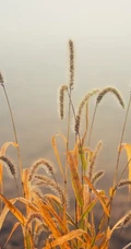 几根狗尾巴草图片