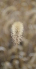 几根狗尾巴草图片