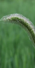 几根狗尾巴草图片