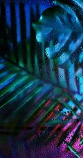 透过露水玻璃看绿叶的唯美植物手机壁纸