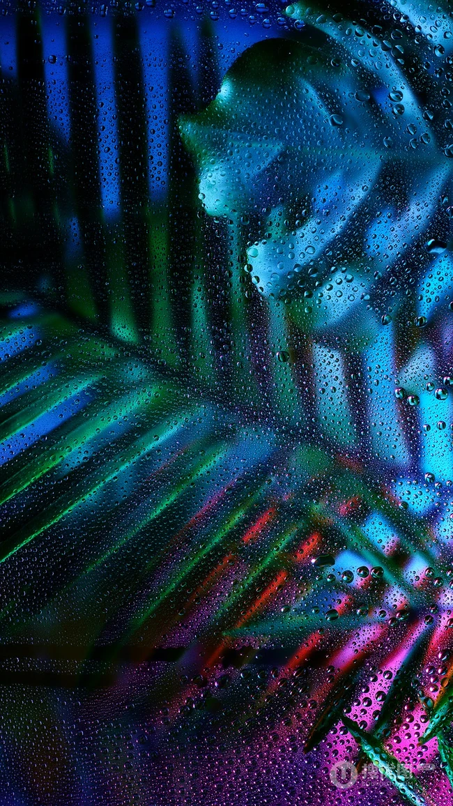 透过露水玻璃看绿叶的唯美植物手机壁纸