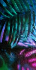 透过露水玻璃看绿叶的唯美植物手机壁纸