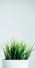 以室内绿植，多肉，盆栽等植物为背景的6月再见小清新壁纸图片