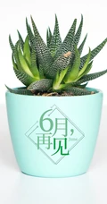 以室内绿植，多肉，盆栽等植物为背景的6月再见小清新壁纸图片