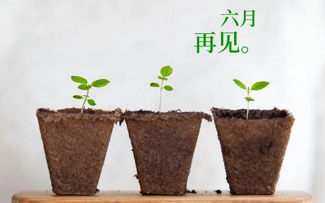 以室内绿植，多肉，盆栽等植物为背景的6月再见小清新壁纸图片