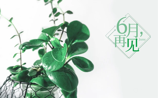 以室内绿植，多肉，盆栽等植物为背景的6月再见小清新壁纸图片