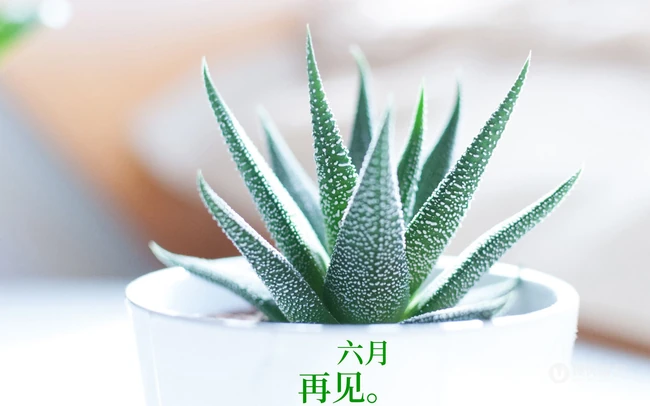 以室内绿植，多肉，盆栽等植物为背景的6月再见小清新壁纸图片