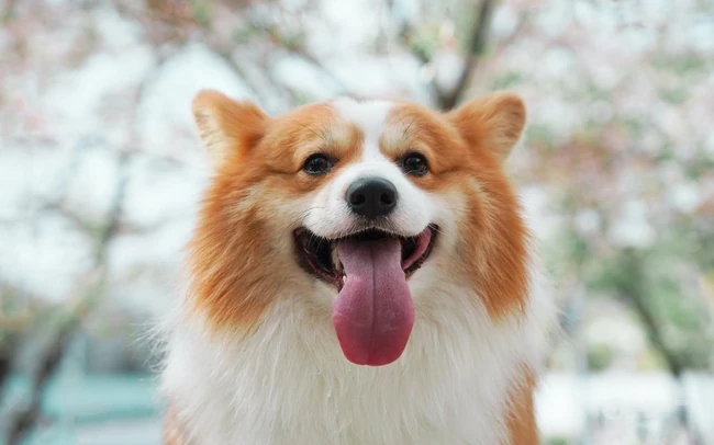 吐着舌头，有着黄白相间毛发的威尔士柯基犬唯美可爱图片 第7张