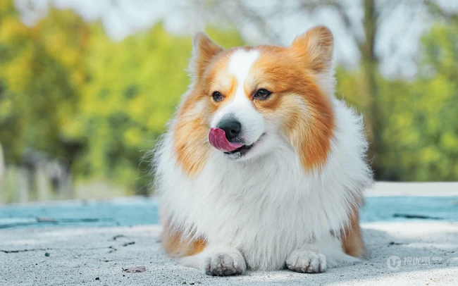 吐着舌头，有着黄白相间毛发的威尔士柯基犬唯美可爱图片 第3张