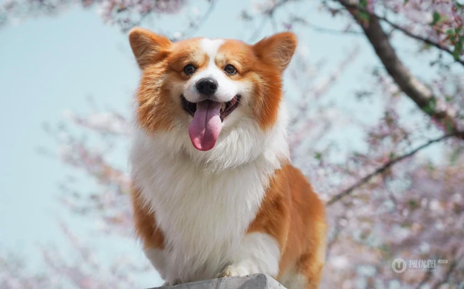 吐着舌头，有着黄白相间毛发的威尔士柯基犬唯美可爱图片 第4张