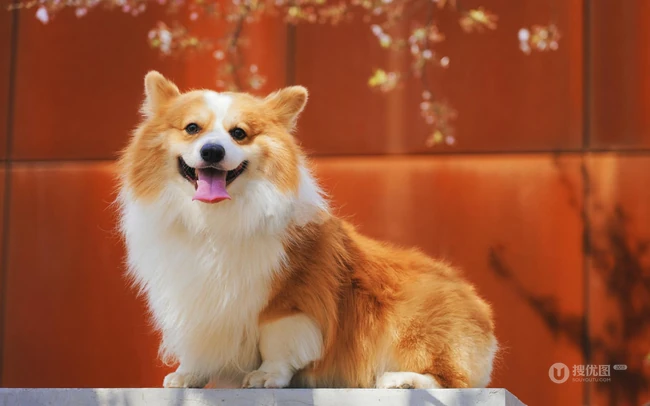 吐着舌头，有着黄白相间毛发的威尔士柯基犬唯美可爱图片 第5张