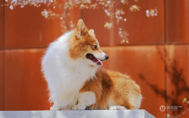 吐着舌头，有着黄白相间毛发的威尔士柯基犬唯美可爱图片 第1张