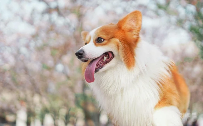 吐着舌头，有着黄白相间毛发的威尔士柯基犬唯美可爱图片 第2张