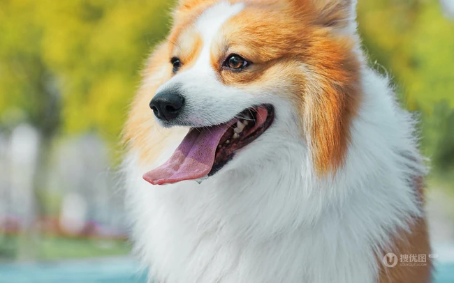 吐着舌头，有着黄白相间毛发的威尔士柯基犬唯美可爱图片 第6张
