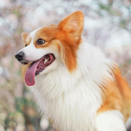柯基犬动物头像，著名犬种柯基犬狗狗可爱头像图片