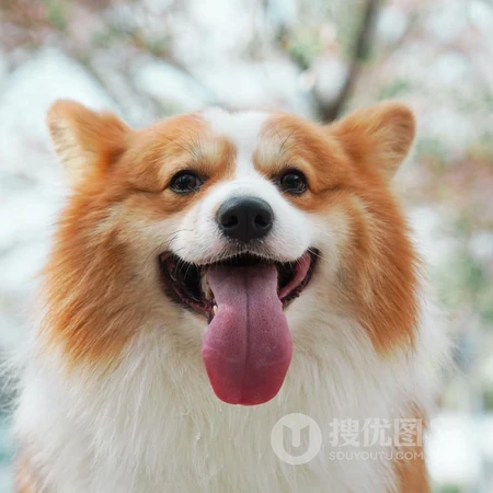 柯基犬动物头像，著名犬种柯基犬狗狗可爱头像图片