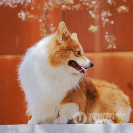 柯基犬动物头像，著名犬种柯基犬狗狗可爱头像图片