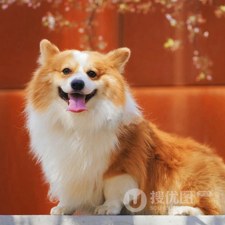 柯基犬动物头像，著名犬种柯基犬狗狗可爱头像图片