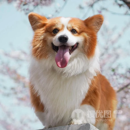 柯基犬动物头像，著名犬种柯基犬狗狗可爱头像图片