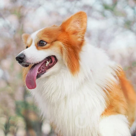 柯基犬动物头像，著名犬种柯基犬狗狗可爱头像图片
