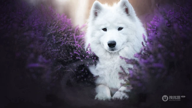 萨摩耶，毛量多，全身白的可爱狐狸犬萨摩耶唯美高清壁纸图片 第5张