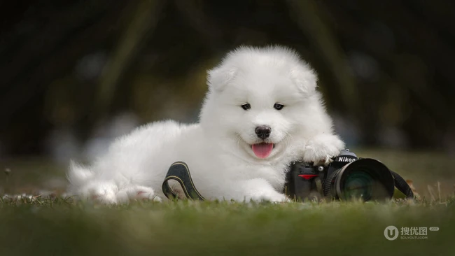 萨摩耶，毛量多，全身白的可爱狐狸犬萨摩耶唯美高清壁纸图片 第1张