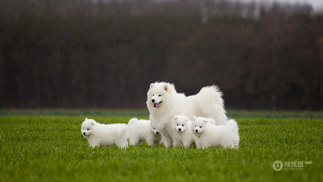 萨摩耶，毛量多，全身白的可爱狐狸犬萨摩耶唯美高清壁纸图片 第4张