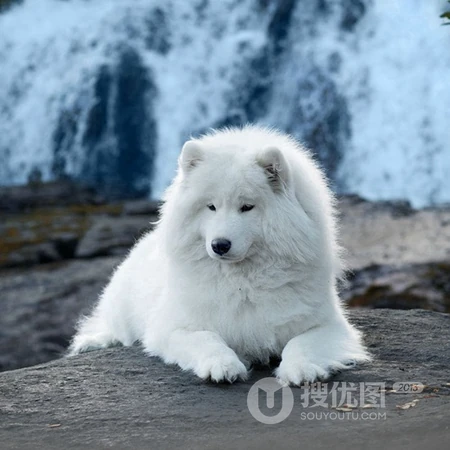 可爱狗狗头像，白色狐狸犬萨摩耶可爱萌头像图片