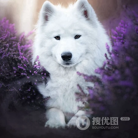 可爱狗狗头像，白色狐狸犬萨摩耶可爱萌头像图片