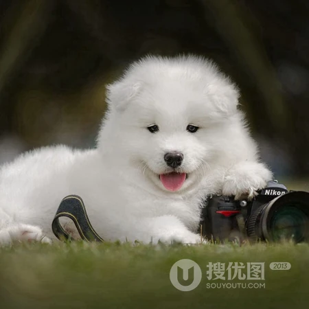 可爱狗狗头像，白色狐狸犬萨摩耶可爱萌头像图片