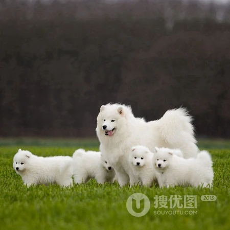 可爱狗狗头像，白色狐狸犬萨摩耶可爱萌头像图片