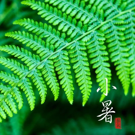 小暑图片，以青青绿叶为背景的二十四节气之小暑文字图片