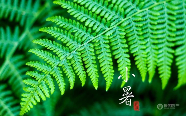 小暑图片，以青青绿叶为背景的二十四节气之小暑文字图片