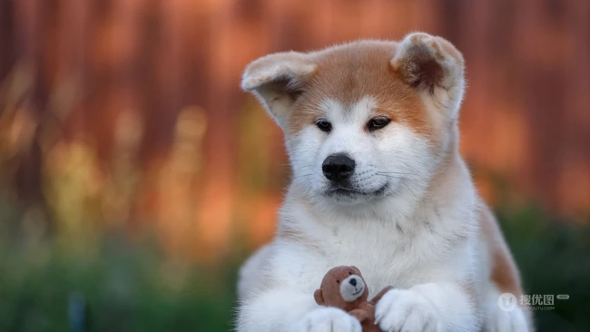 超萌又可爱的小秋田犬高清图片 第3张