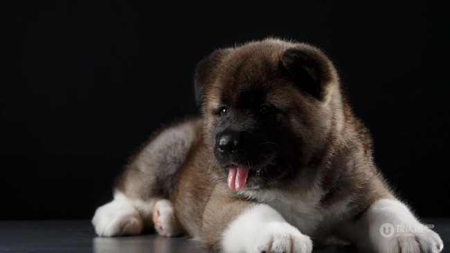 超萌又可爱的小秋田犬高清图片 第7张