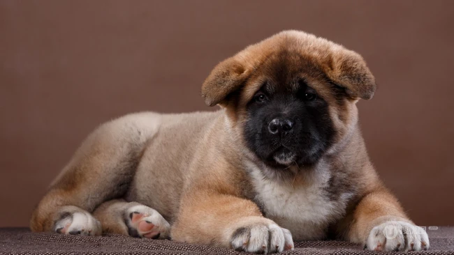 超萌又可爱的小秋田犬高清图片 第6张