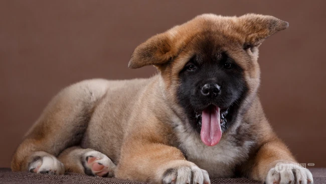 超萌又可爱的小秋田犬高清图片 第5张