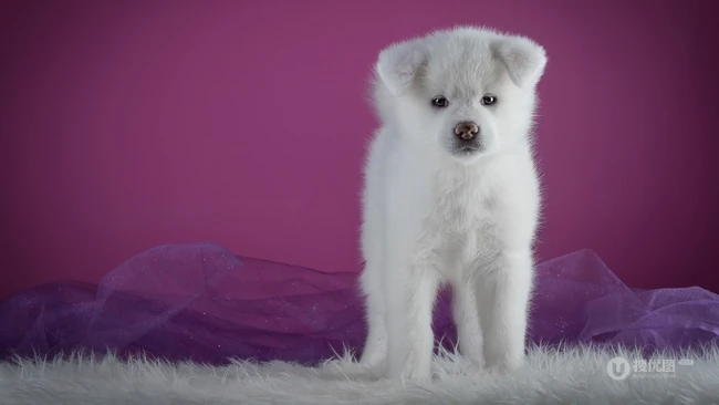 超萌又可爱的小秋田犬高清图片 第4张