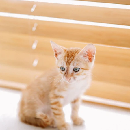 窗户前，书柜里，一只奶黄的可爱小奶猫高清壁纸图片