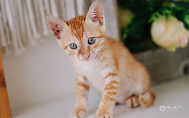窗户前，书柜里，一只奶黄的可爱小奶猫高清壁纸图片 第3张