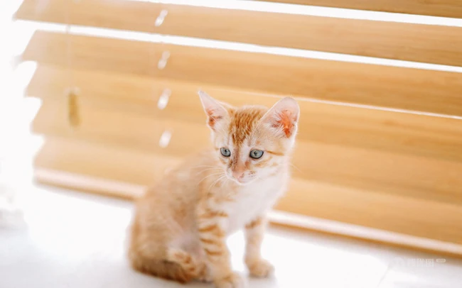 窗户前，书柜里，一只奶黄的可爱小奶猫高清壁纸图片 第1张
