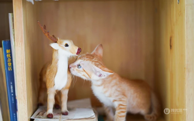 窗户前，书柜里，一只奶黄的可爱小奶猫高清壁纸图片 第4张