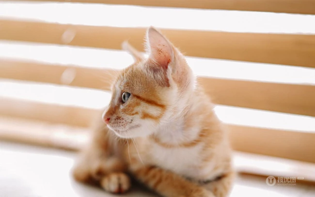 窗户前，书柜里，一只奶黄的可爱小奶猫高清壁纸图片 第2张