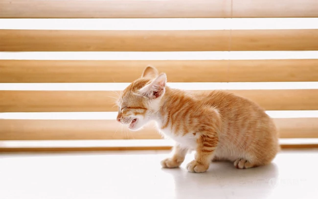 窗户前，书柜里，一只奶黄的可爱小奶猫高清壁纸图片 第5张