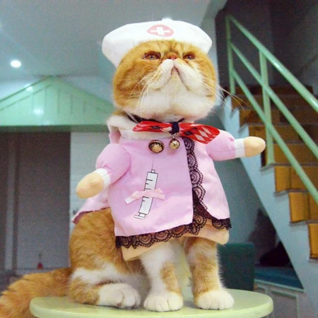 可爱异国短毛猫头像，搞笑搞怪穿衣服的可爱萌猫咪头像图片