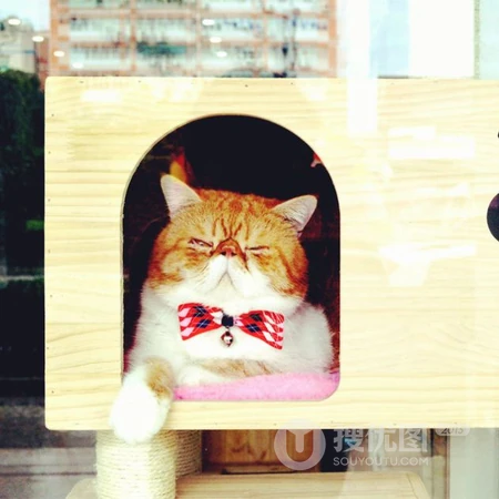 可爱异国短毛猫头像，搞笑搞怪穿衣服的可爱萌猫咪头像图片