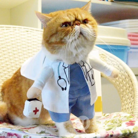 可爱异国短毛猫头像，搞笑搞怪穿衣服的可爱萌猫咪头像图片