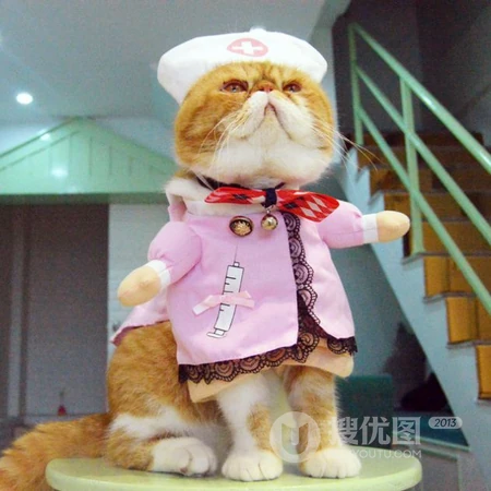 可爱异国短毛猫头像，搞笑搞怪穿衣服的可爱萌猫咪头像图片