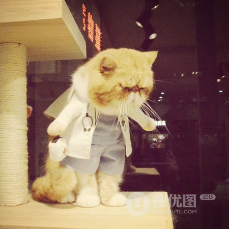 可爱异国短毛猫头像，搞笑搞怪穿衣服的可爱萌猫咪头像图片