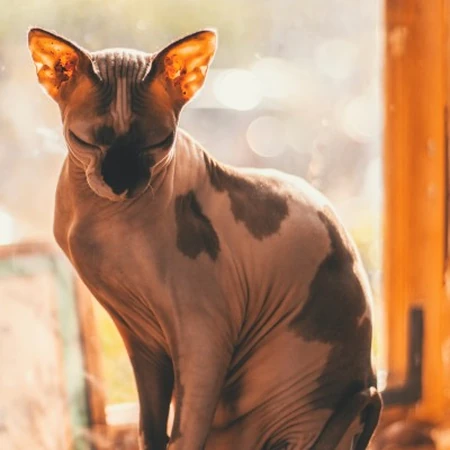 无毛猫，看起来很凶，但性情温顺的加拿大无毛猫图片